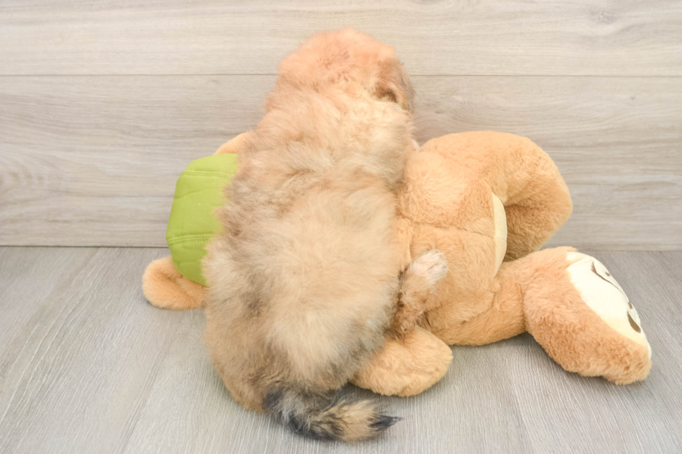 Little Pom Frise Designer Puppy