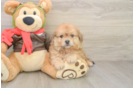 Funny Pomachon Designer Pup