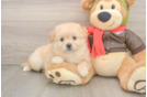 Funny Pomachon Designer Pup