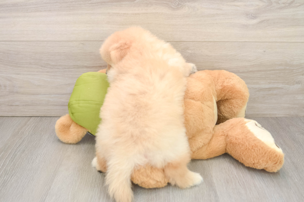 Pomachon Pup Being Cute
