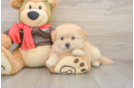 Pomachon Pup Being Cute