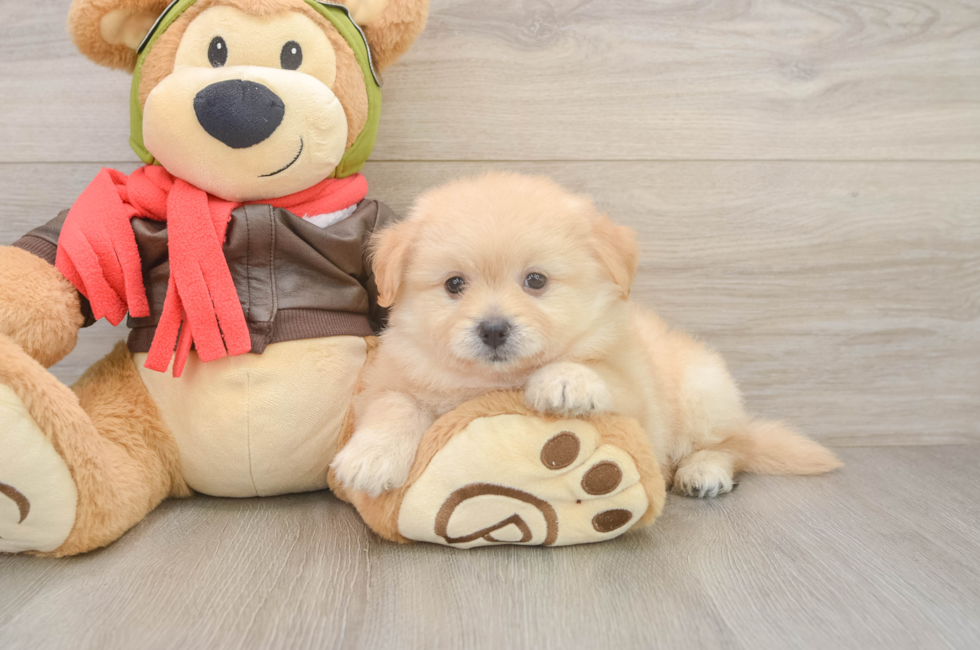 6 week old Pomachon Puppy For Sale - Seaside Pups