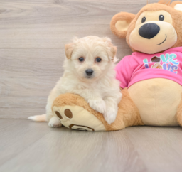 8 week old Pomachon Puppy For Sale - Seaside Pups