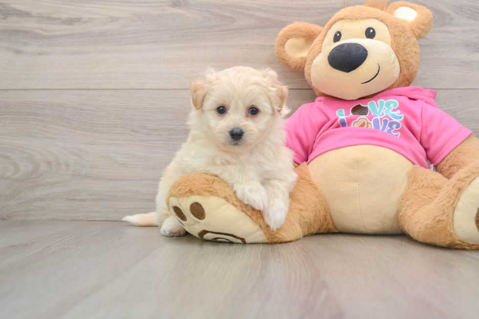 Best Pomachon Baby