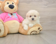7 week old Pomachon Puppy For Sale - Seaside Pups