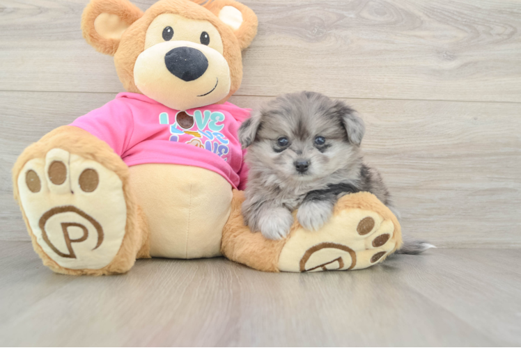 Playful Pom Frise Designer Puppy
