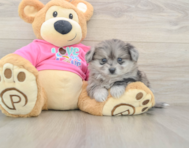 5 week old Pomachon Puppy For Sale - Seaside Pups