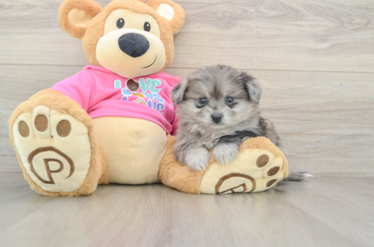 Playful Pom Frise Designer Puppy