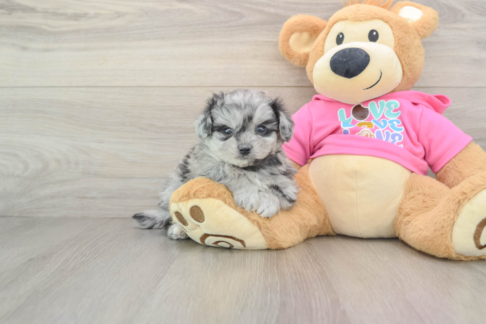 Little Pom Frise Designer Puppy