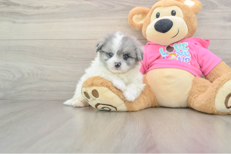 Pomachon Puppy for Adoption