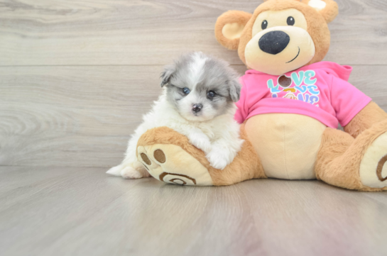 Pomachon Puppy for Adoption