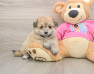 8 week old Pomachon Puppy For Sale - Seaside Pups