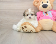 8 week old Pomachon Puppy For Sale - Seaside Pups