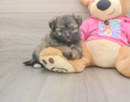5 week old Pomachon Puppy For Sale - Seaside Pups