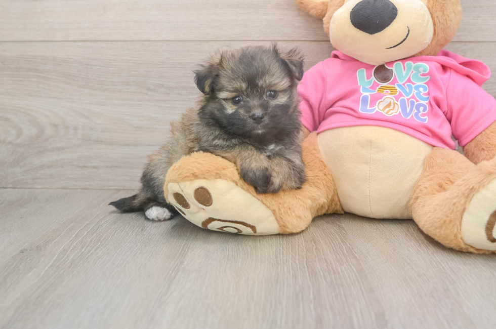 5 week old Pomachon Puppy For Sale - Seaside Pups