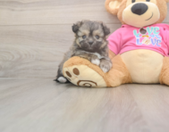 5 week old Pomachon Puppy For Sale - Seaside Pups