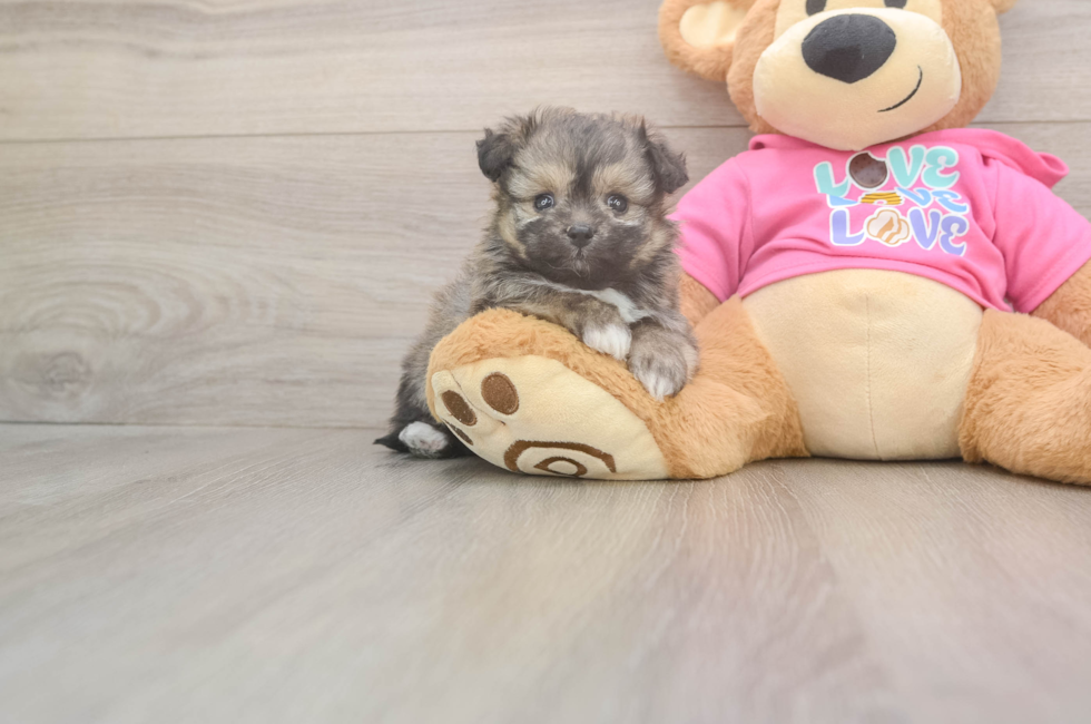 5 week old Pomachon Puppy For Sale - Seaside Pups