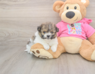 6 week old Pomachon Puppy For Sale - Seaside Pups