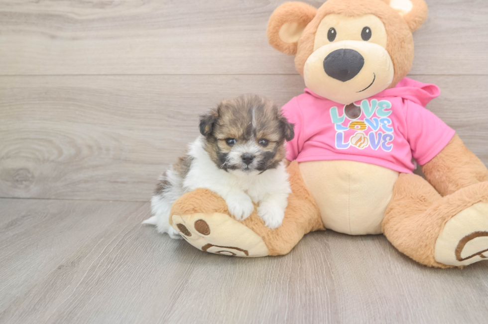 5 week old Pomachon Puppy For Sale - Seaside Pups