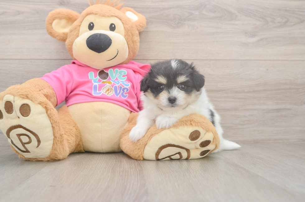 5 week old Pomachon Puppy For Sale - Seaside Pups
