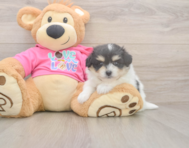 6 week old Pomachon Puppy For Sale - Seaside Pups 6 week old Pomachon Puppy For Sale - Seaside Pups