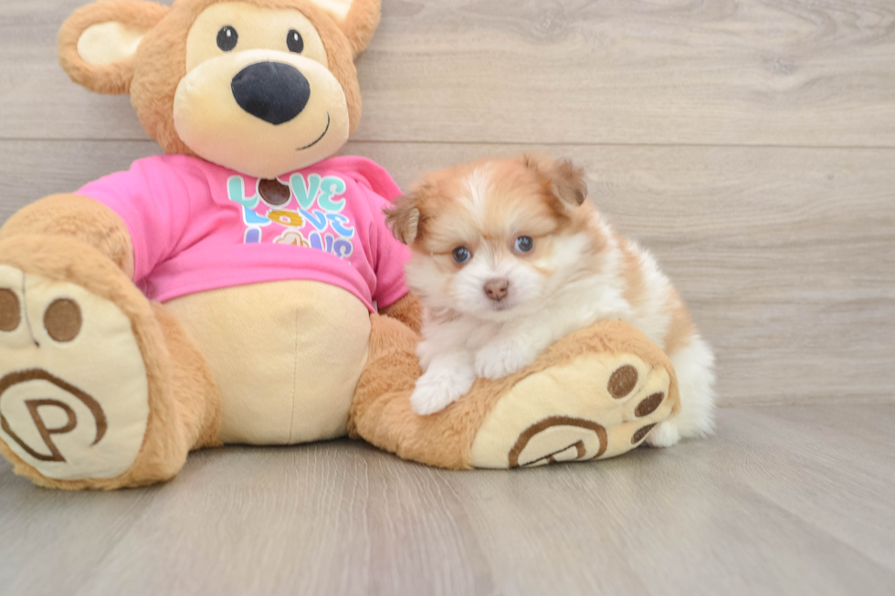 Smart Pomachon Designer Pup
