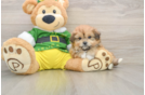 Pomachon Puppy for Adoption