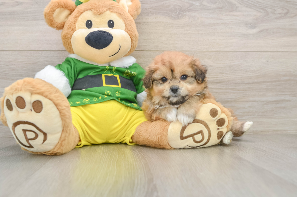 5 week old Pomachon Puppy For Sale - Seaside Pups