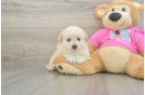Fluffy Pomachon Designer Pup
