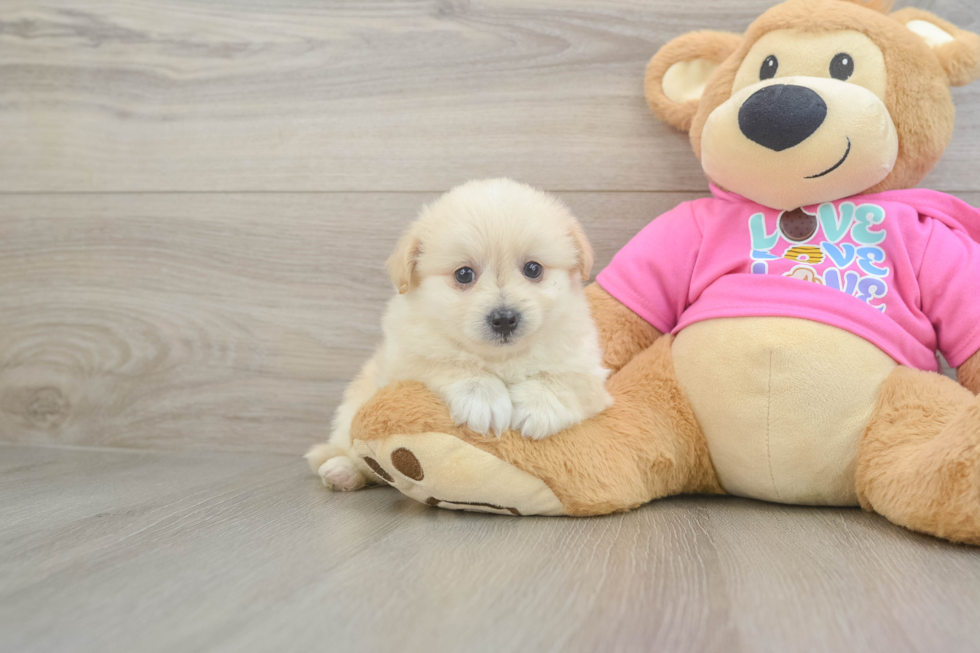 Fluffy Pomachon Designer Pup