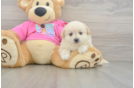 Pomachon Puppy for Adoption
