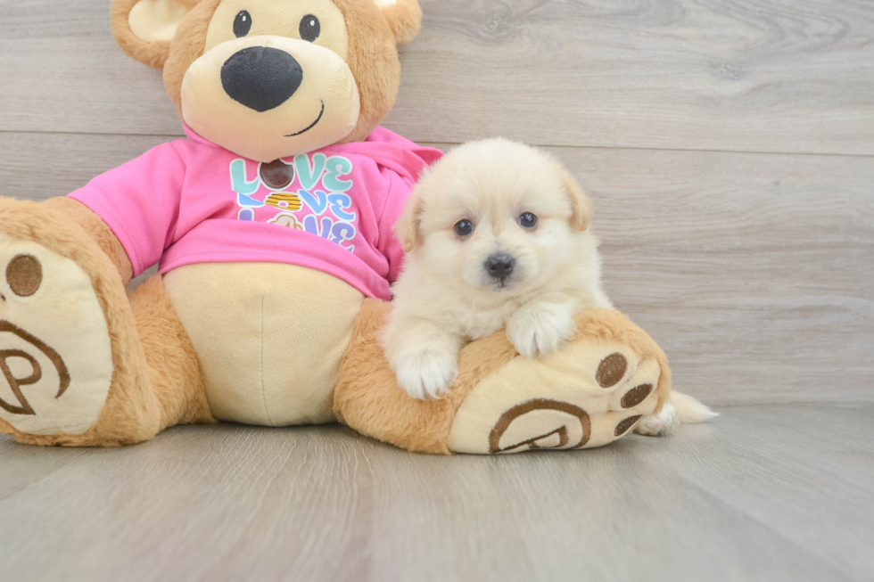 Pomachon Puppy for Adoption