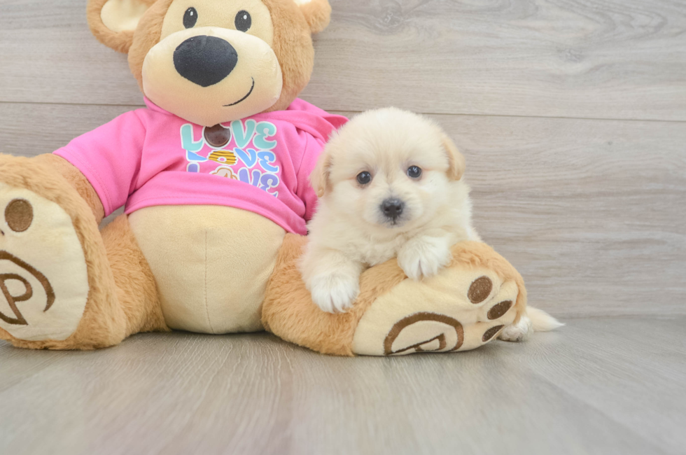 5 week old Pomachon Puppy For Sale - Seaside Pups