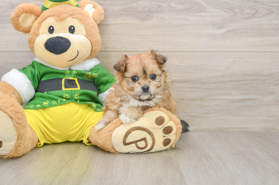 5 week old Pomachon Puppy For Sale - Seaside Pups