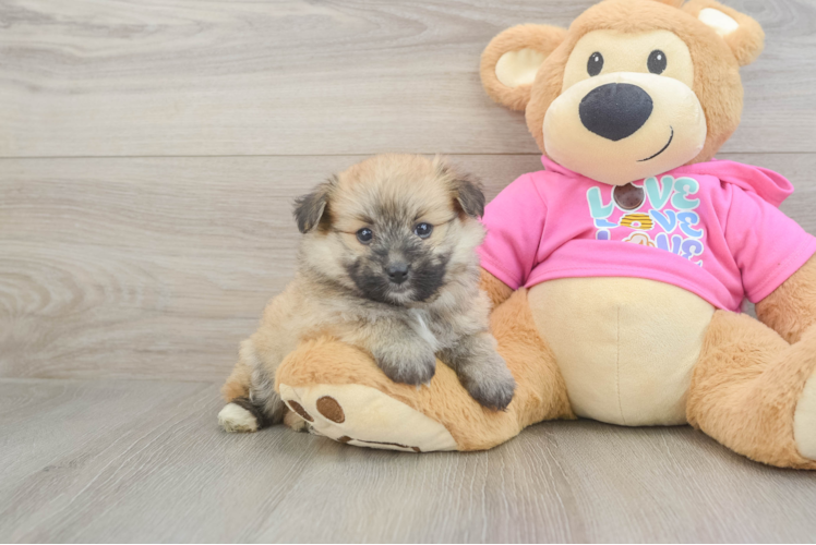 Pomachon Pup Being Cute