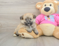 6 week old Pomachon Puppy For Sale - Seaside Pups