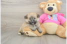 Pomachon Pup Being Cute