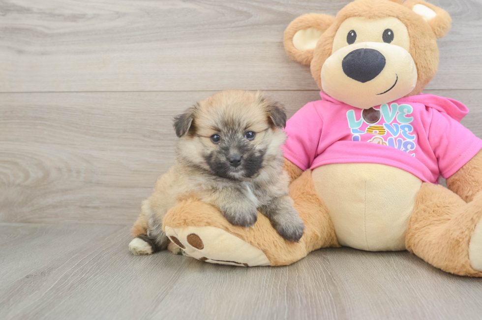 5 week old Pomachon Puppy For Sale - Seaside Pups