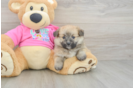 Pomachon Puppy for Adoption