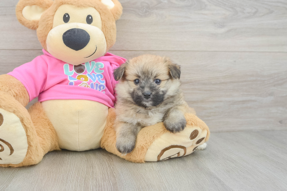 Pomachon Puppy for Adoption