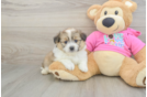 Adorable Pom Frise Designer Puppy