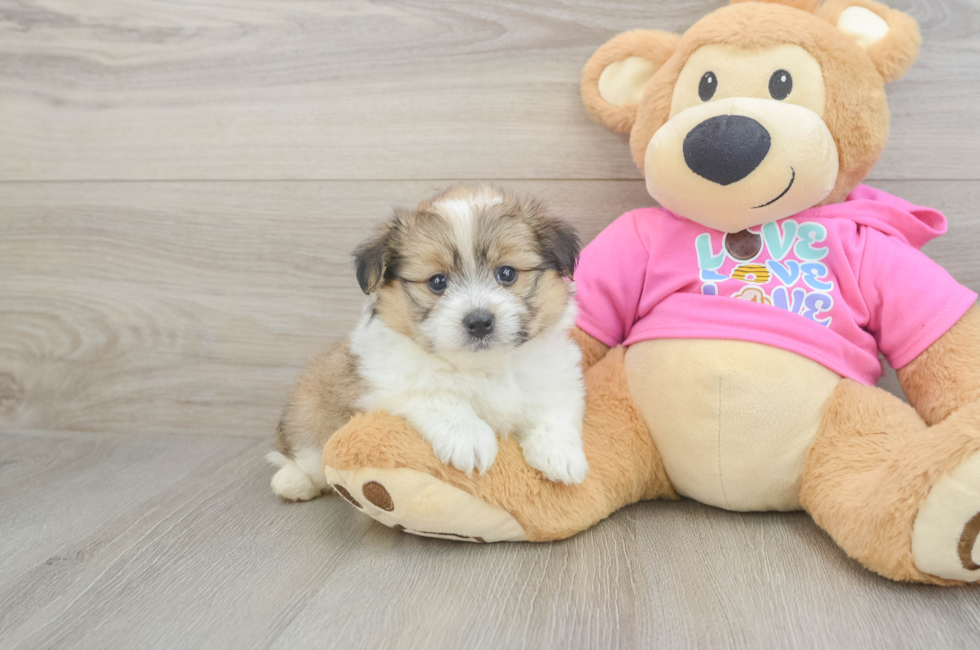 5 week old Pomachon Puppy For Sale - Seaside Pups