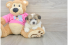 Sweet Pomachon Baby