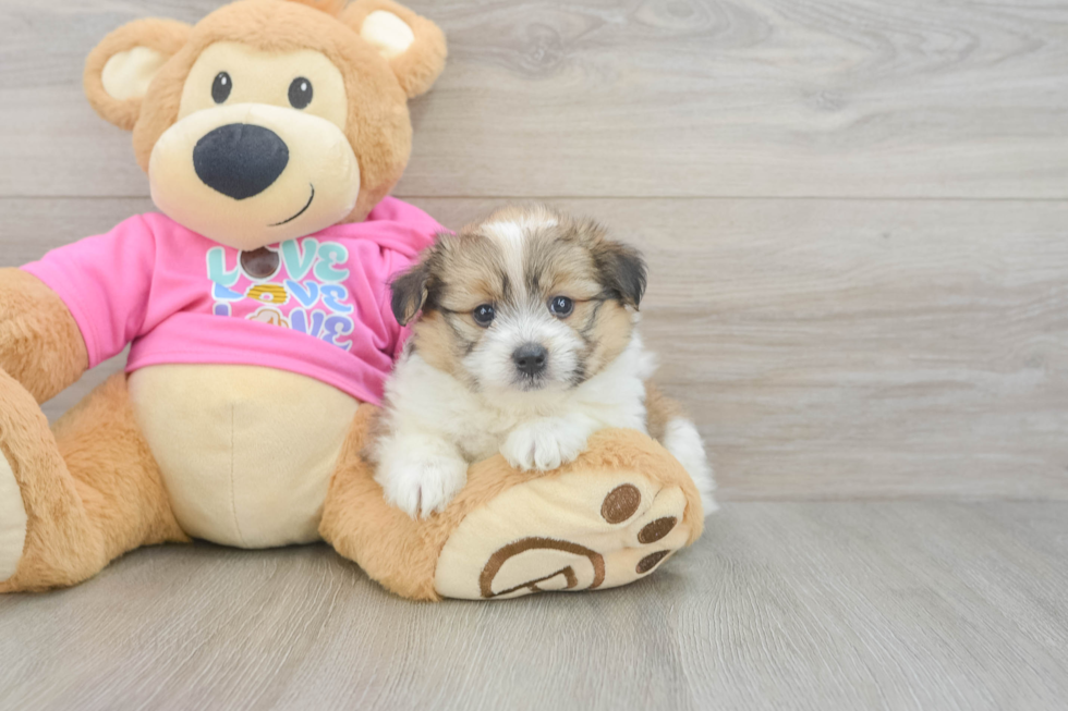Sweet Pomachon Baby