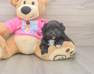 5 week old Pomachon Puppy For Sale - Seaside Pups