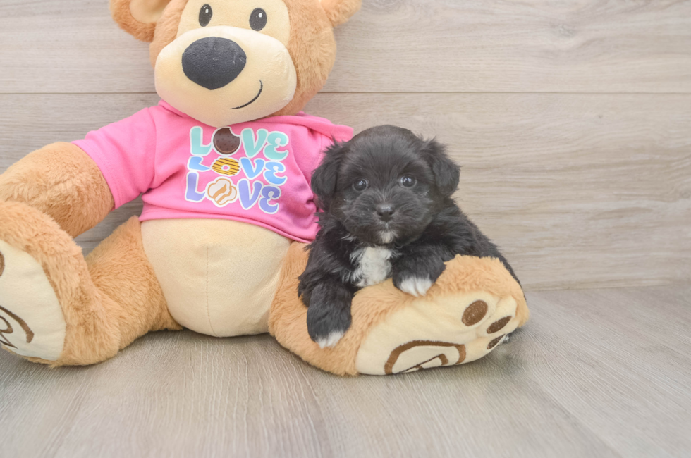 5 week old Pomachon Puppy For Sale - Seaside Pups