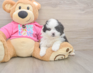 5 week old Pomachon Puppy For Sale - Seaside Pups