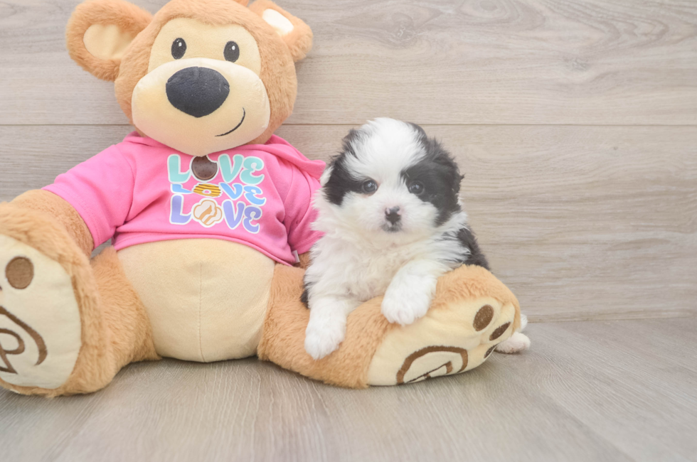 5 week old Pomachon Puppy For Sale - Seaside Pups
