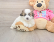 5 week old Pomachon Puppy For Sale - Seaside Pups