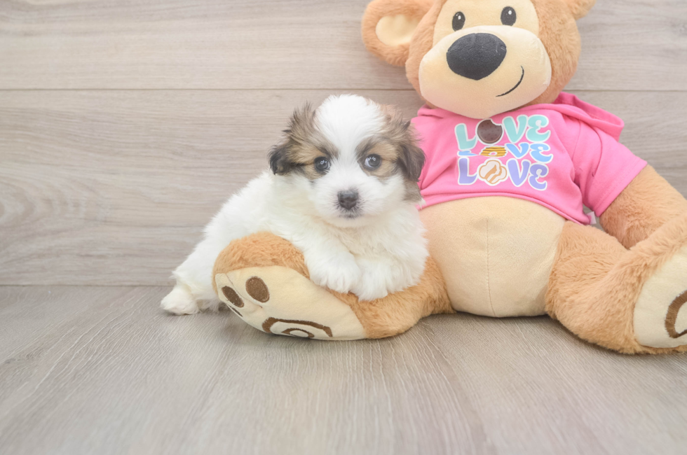 5 week old Pomachon Puppy For Sale - Seaside Pups
